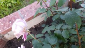 #роза #голубая / Чайно-гибридная роза Блу Найл (лат. rosa Blue Nile) Голубой Нил