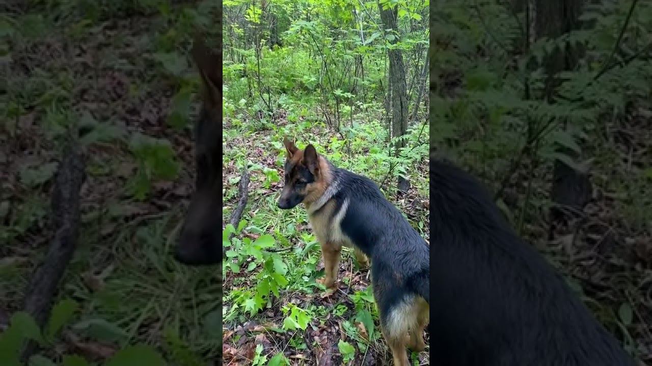 Локи уже начинает проявлять охранные качества смотреть онлайн