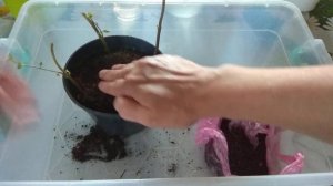 МЯТА высаживаю укорененную в воде. мята на подоконнике круглый год