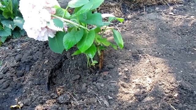 Посадка новых гортензий 01-02.08.2017г. смотреть онлайн