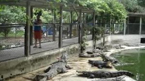 Таиланд 2008, крокодилы