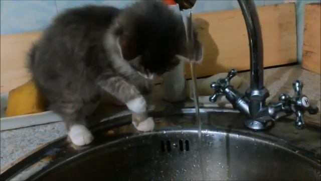 Эти забавные животные смотреть онлайн