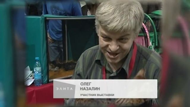 Такие разные кошки смотреть онлайн