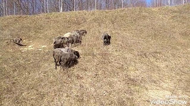 Весенний выпас овец смотреть онлайн