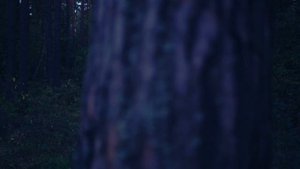 Момо в лесу / Momo in the forest 4K