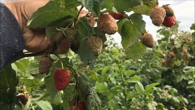 Ремонтантная малина в питомнике Школьный сад