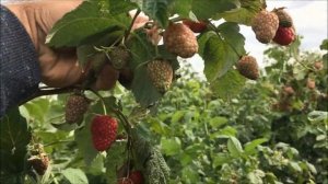 Ремонтантная малина в питомнике Школьный сад