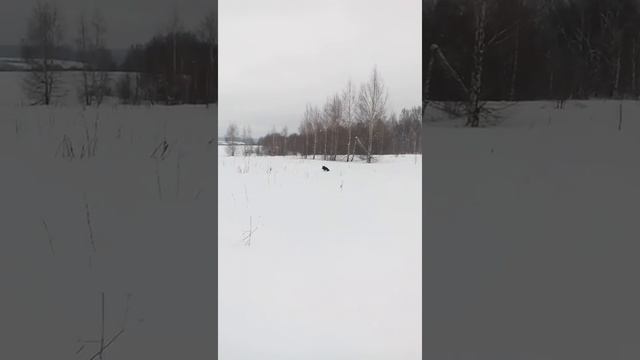 Прогулка по полям на лыжах . Снега море . Собакам тяжко. смотреть онлайн