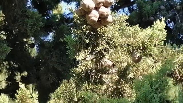 Кипарисы. смотреть онлайн