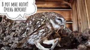 Ужин на качельках. Вечерняя раздача вкусного совам, ночной туман