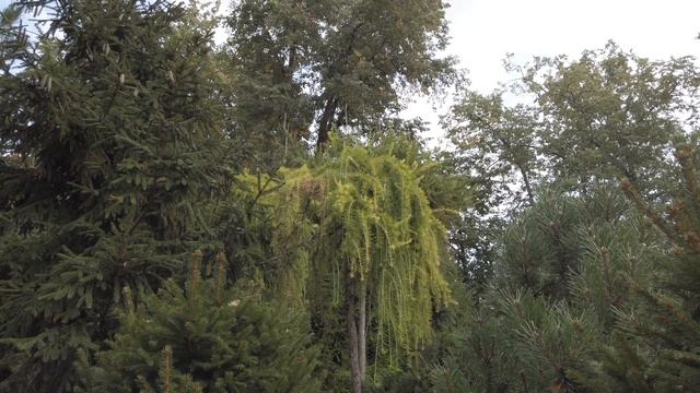 Аптекарский огород в Москве 2021 год смотреть онлайн