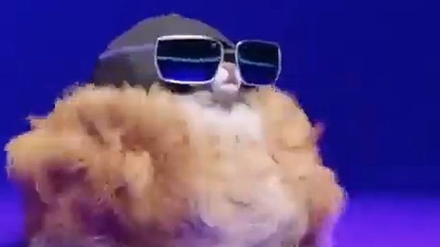 Мохнатая собака или хомяк из тик тока танцует