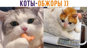 КОТЫ-ОБЖОРЫ ))) | Приколы с котами | Мемозг 1336