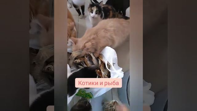 День стольника! Накормим приют