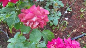 22 августа. Розы ( Ландлуст , Гартеншпасс , Фишерман Френд, Элизабет Стюарт и др)