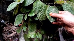 EPISCIA PLANT/FLAME VIOLET FIVE VARIETIES/malayalam