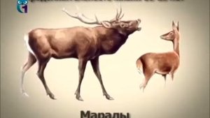 Марал (благородный олень)