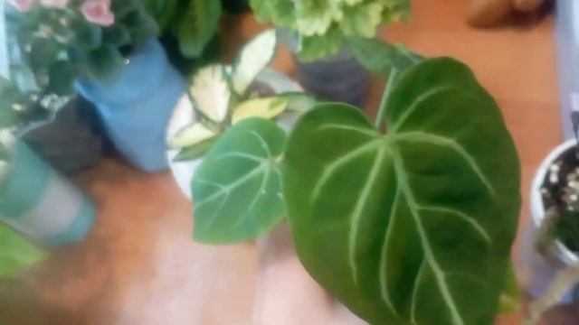 Обзор Моих Растений и фиалок 🪴🌱🪴🌺🌺🌺 смотреть онлайн