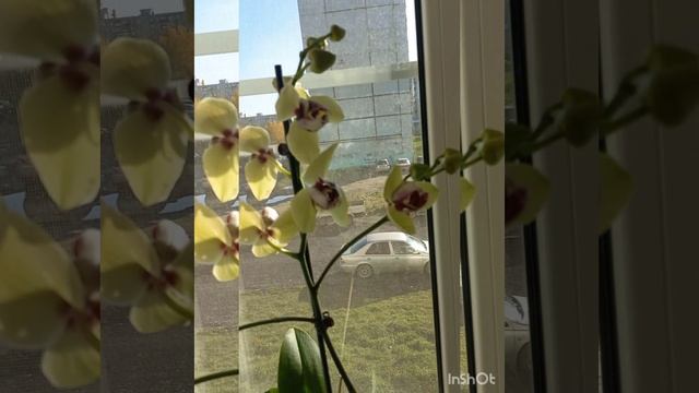 Орхидея Альбуфейра трилипс - мутант