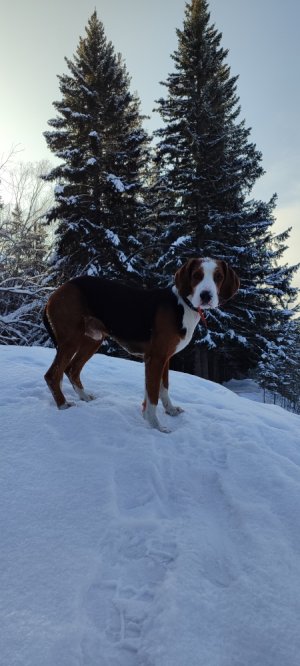 ЗОНА НАГОНКИ  ГОНЯЛИ ЗАЙЦА 3,5 ЧАСА ЗАЯЦ ВЫШЕЛ НА НОМЕР