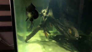 Строительство аквариума на 1000 литров и Сампа