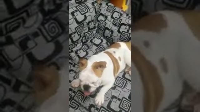 Бульдог "гавкает" смотреть онлайн