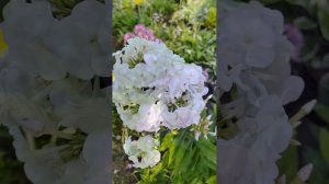 Большой выбор ФЛОКСА