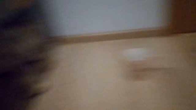 СмолПёсики. Вязка китайской хохлатой собаки. смотреть онлайн