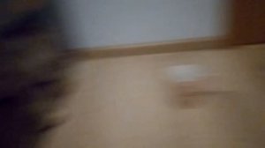 СмолПёсики. Вязка китайской хохлатой собаки.
