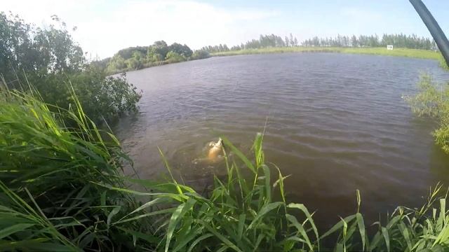 Июнь на карпа плюнь.... Экстремальная ловля на поплавок смотреть онлайн