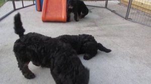 phantom standard poodle puppies