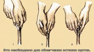 Летняя прививка плодовых деревьев зелеными черенками