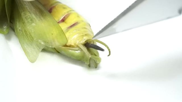 カマキリを消毒液に入れると…面白すぎた смотреть онлайн