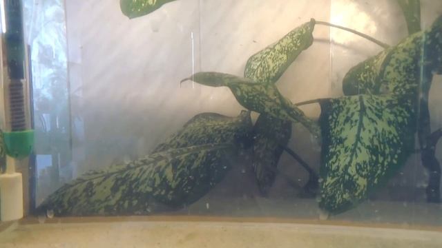 Почему при рождении Гуппи, самок больше чем самцов? Что происходит на рыборазводне! смотреть онлайн