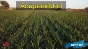 DKC6980. VARIEDAD DEKALB CICLO LARGO