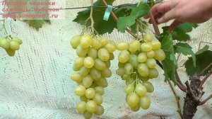 Виноград Елизавета- ультраранний, срок созревания  Ромбика. Янтарная ягода,отличное вызревание лозы