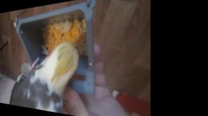 Любимые лакомства карелл