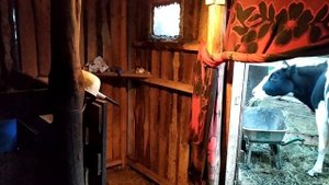 Купили зерно//Древесная зола для коров