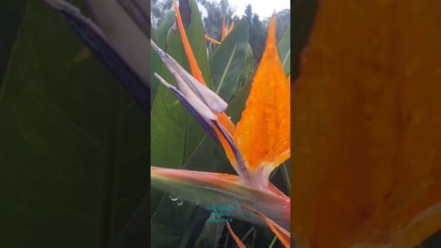 nilgirir's #monsoon #birds of paradise # смотреть онлайн