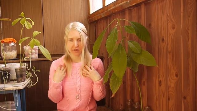 Зубной имплант на сыроедении (живое питание) смотреть онлайн