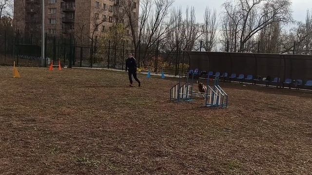 Бельгийская овчарка Малинуа бегаем Аджилити
