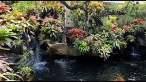 Tillandsia trees are decorated next to the koi aquarium ....