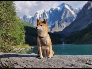 2022 Сиба-Ину на Шавлинских озерах