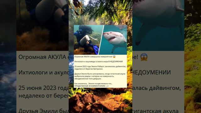 Необычные действия огромной акулы вызывают удивление!