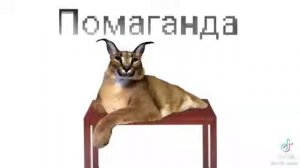 пахмелдырда?