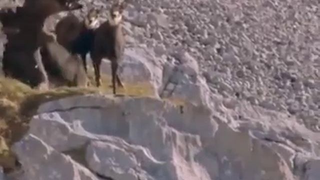 Орел и горный козел смотреть онлайн