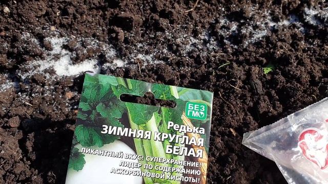 Сажаем в сахар. Все Корнеплоды без вредителей и повреждений. Урожай без потерь. смотреть онлайн