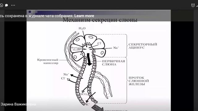 Нормальная физиология - лекция 1