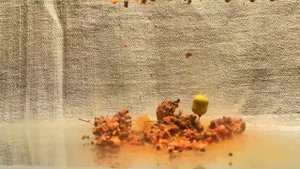 Работа ПВА стика в воде.                Заказать можно в группе https://vk.com/belfishing_gear