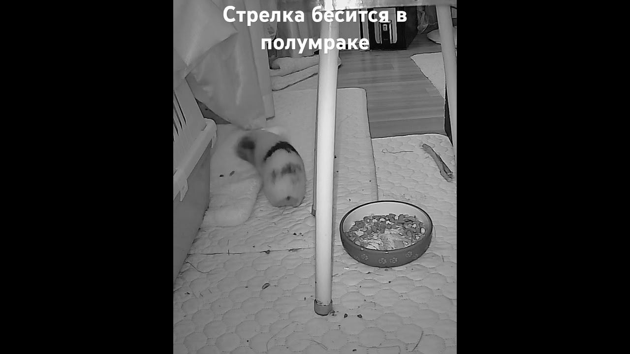 Стрелка бесится (ночная съёмка на веб-камеру) #морскиесвинки #морскаясвинка #guineapig